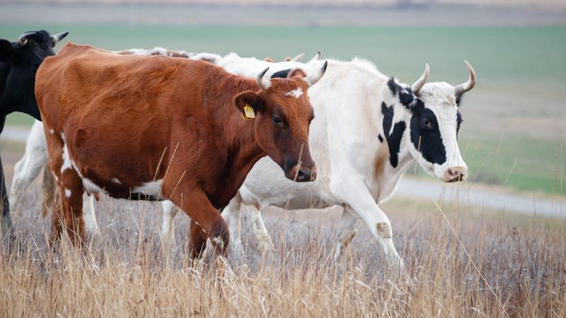 Аграрии Ставрополья запасли более 2 млн тонн кормов для зимовки скота