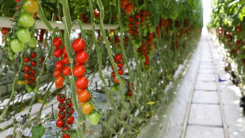 Более 1 тонны томатов собрал фермер из Новоселицкого округа