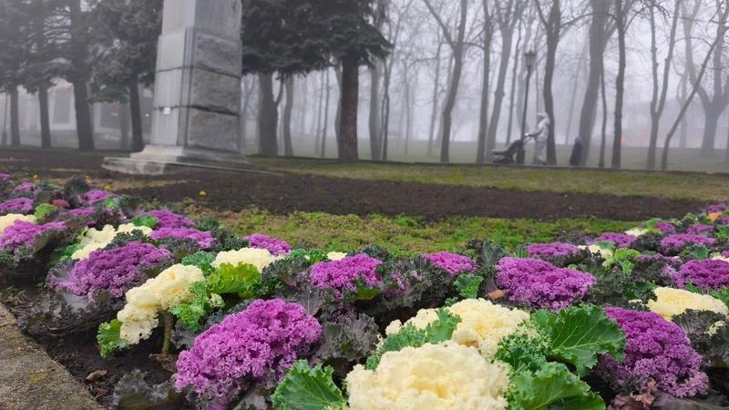 Более 120 тыс. луковичных цветов высадили под зиму на клумбах Ставрополя