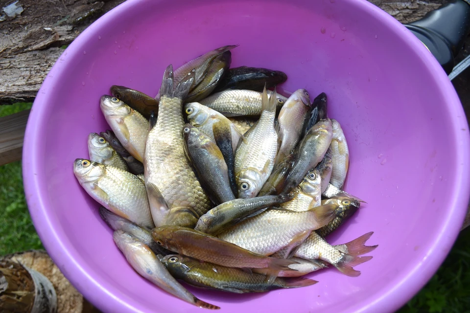 Более четырех тысяч тонн товарной рыбы выловили на Ставрополье0