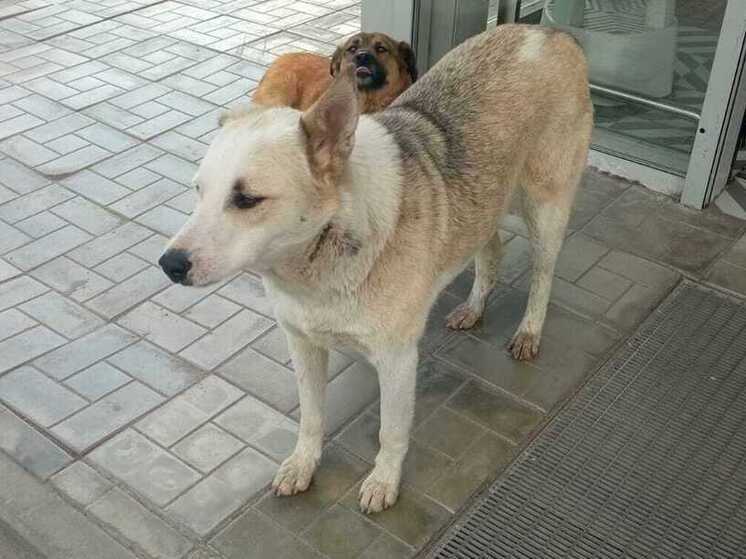 Глава Северной Осетии дал поручение о строительстве модульных питомников для животных