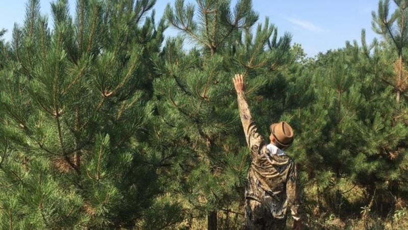 Губернатор Владимиров: 54 га леса восстановили на Ставрополье в 2025 году