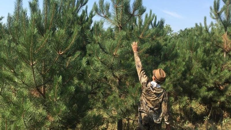 Ёлки и сосны на Ставрополье взяты под усиленную охрану казаков и полиции