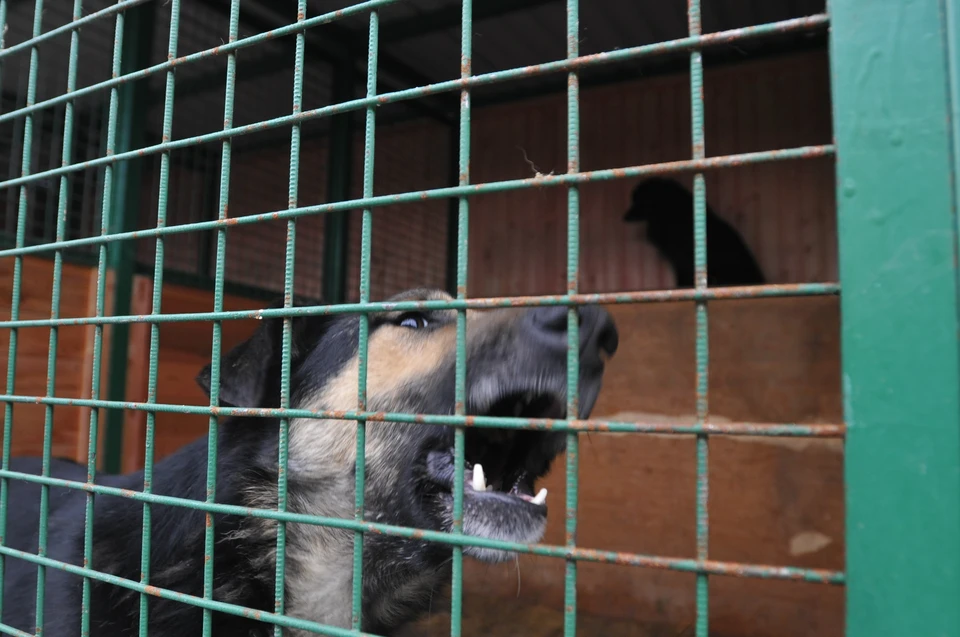 Компенсацию выплатят власти Ставрополья за нападение пса на трехлетнюю девочку0