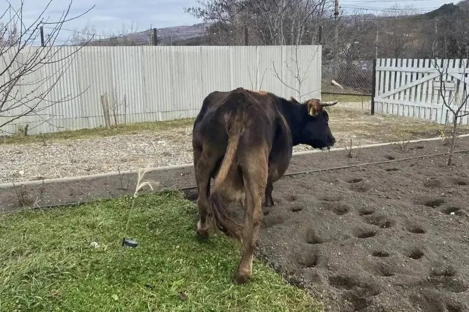 Корова в поисках пищи пробралась в чужой двор в Кисловодске0