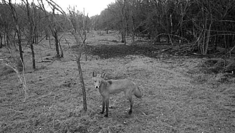 Лиса попалась в фотоловушку минприроды Ставрополья