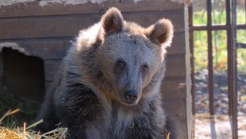 Медведя из Северной Осетии выпустили на свободу после лечения на Ставрополье