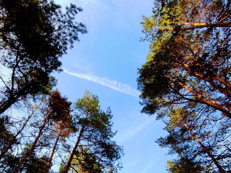 Минприроды Ставрополья усилило охрану хвойных лесов в преддверии Нового года