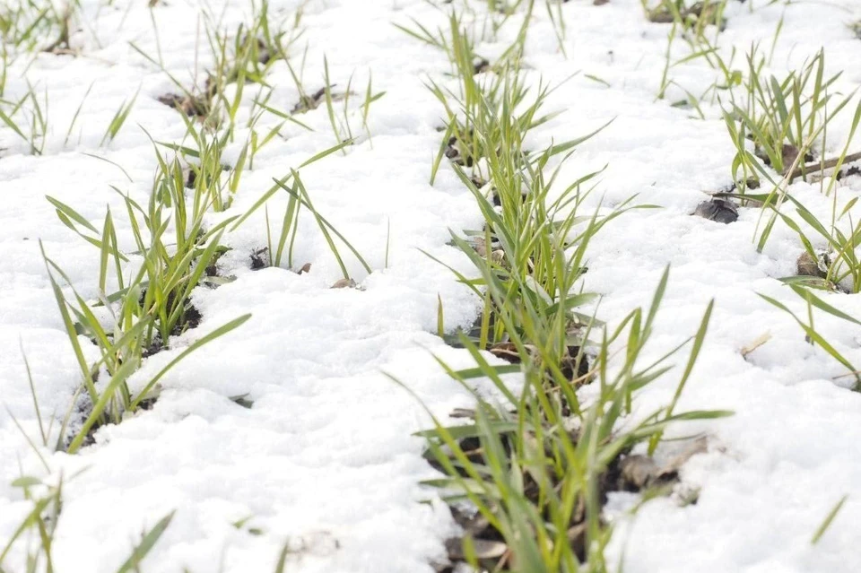 Морозы в Ставропольском крае не навредили озимым0