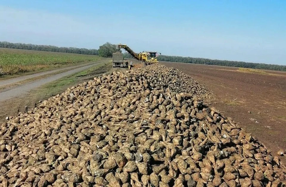 На 13% выросло производство сахарной свёклы на Ставрополье0
