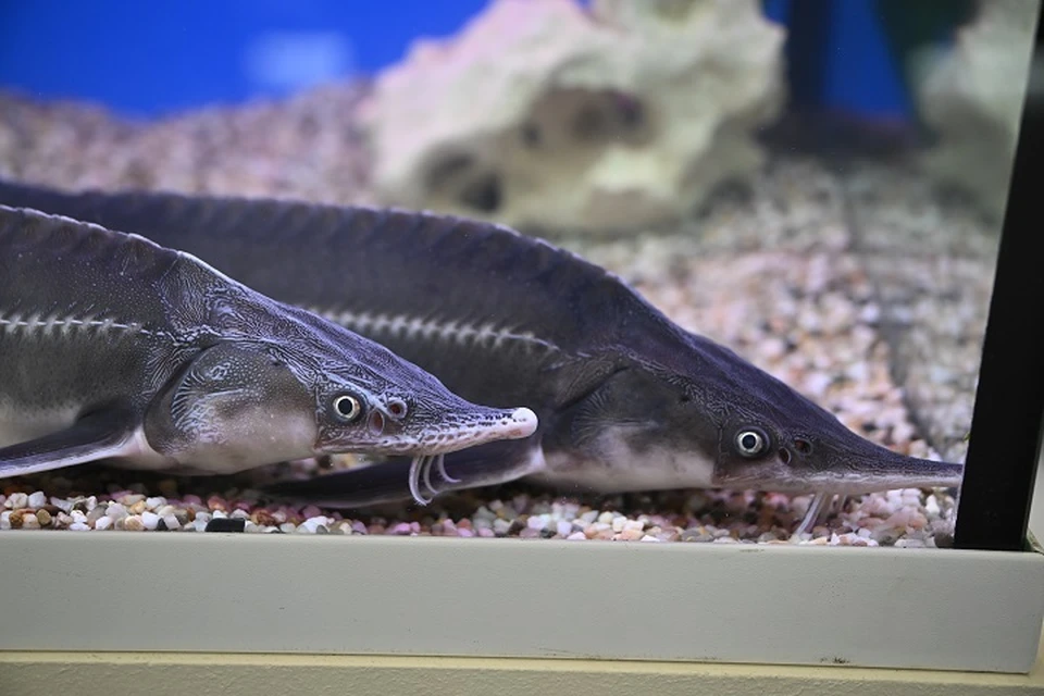 На двух жителей Дагестана завели дело за истребление краснокнижных осетров0