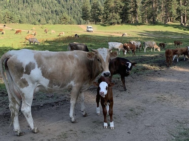 На подготовку кадров для агропрома Правительство выделит дополнительно свыше 500 млн рублей