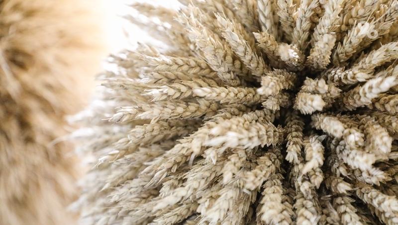 На Ставрополье ежегодно отмечают двукратный рост использования российских семян