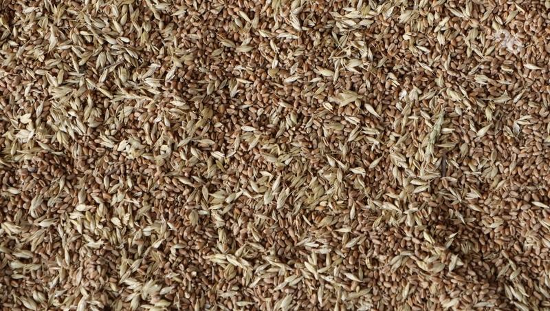 На Ставрополье озимые рапс, ячмень и пшеница взошли на 2 млн га