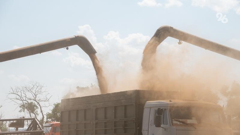 На Ставрополье озимые рапс, ячмень и пшеница взошли на 2 млн га