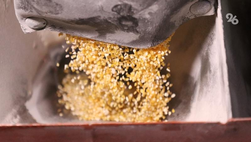 На Ставрополье собрали более 493 тыс. тонн кукурузы