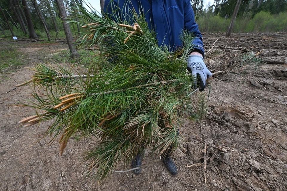 На Ставрополье за год восстановили 54 га лесов0