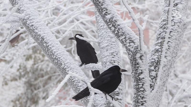Непогоду с метелями и гололёдом прогнозируют на Ставрополье 13 и 14 декабря