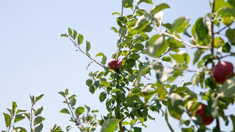 Осенняя закладка садов продолжается на Ставрополье