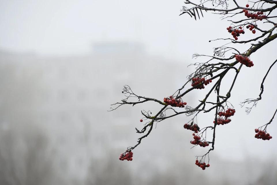 Плюс, но как минус 10: снег и ураган пообещали синоптики Ставрополью0