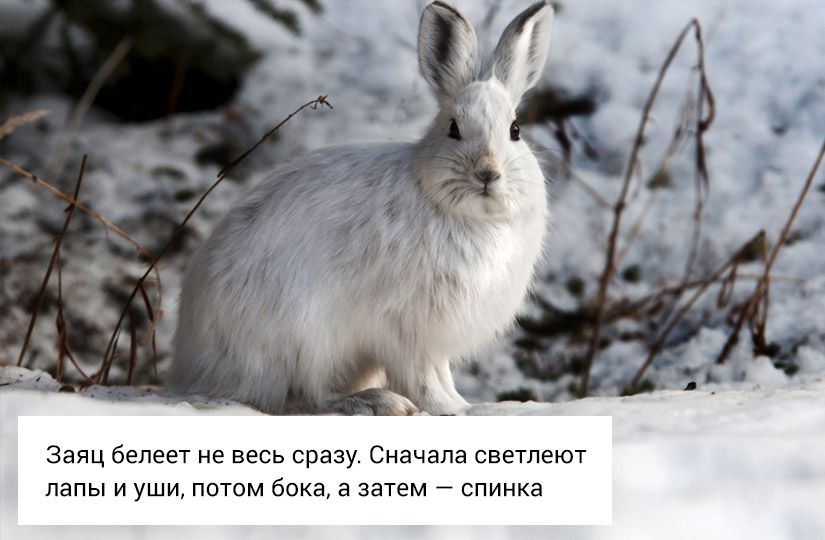 Почему снег хрустит, а заяц меняет цвет: что отвечать на вопросы детей о зиме10