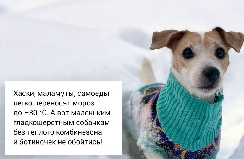 Почему снег хрустит, а заяц меняет цвет: что отвечать на вопросы детей о зиме12