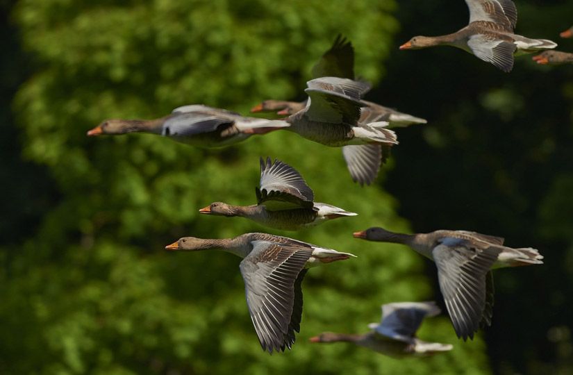 Почему снег хрустит, а заяц меняет цвет: что отвечать на вопросы детей о зиме6