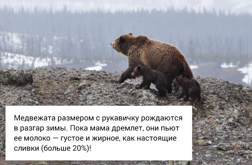 Почему снег хрустит, а заяц меняет цвет: что отвечать на вопросы детей о зиме7