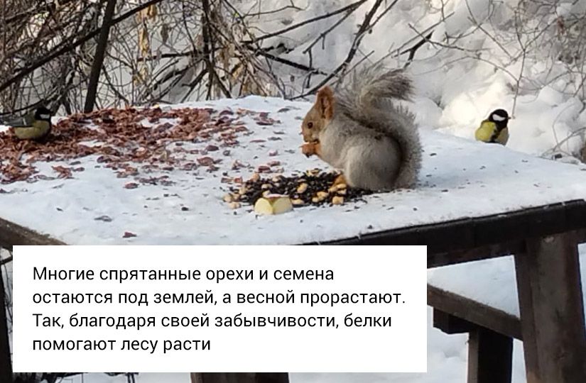 Почему снег хрустит, а заяц меняет цвет: что отвечать на вопросы детей о зиме9