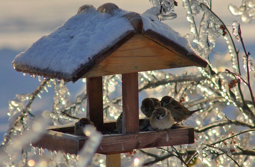 Почему снег хрустит, а заяц меняет цвет: что отвечать на вопросы детей о зиме11