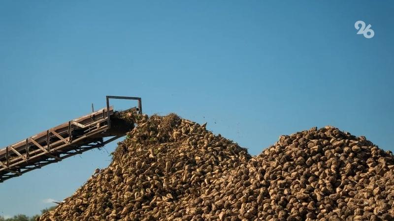 Поставки сахара со Ставрополья за рубеж удвоились за 11 месяцев