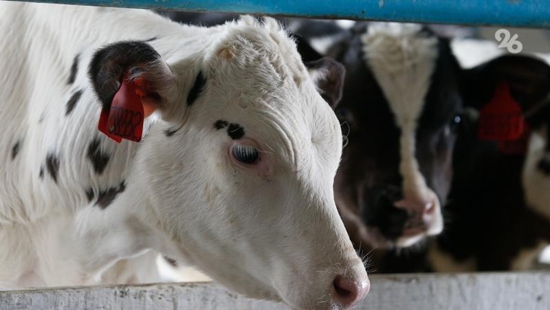 Производство молока в Кировском округе Ставрополья выросло за год в 2,7 раза