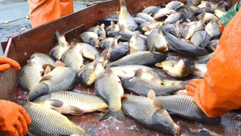 Рыбоводы Ставрополья выловили уже 4 тыс. тонн рыбы с начала сезона 2025 года