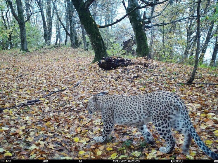Самка леопарда Хоста адаптировалась в дикой природе и выбрала местом для жизни Кабардино-Балкарию