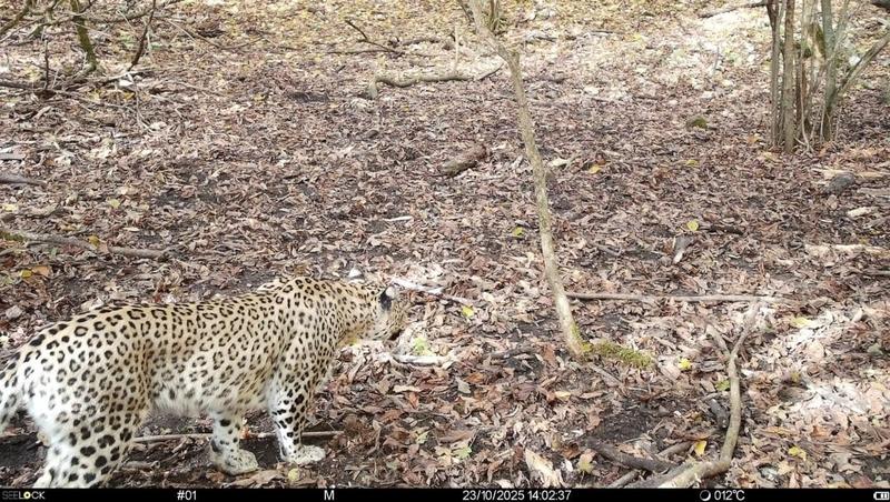 Самка переднеазиатского леопарда Хоста решила зимовать в Кабардино-Балкарии