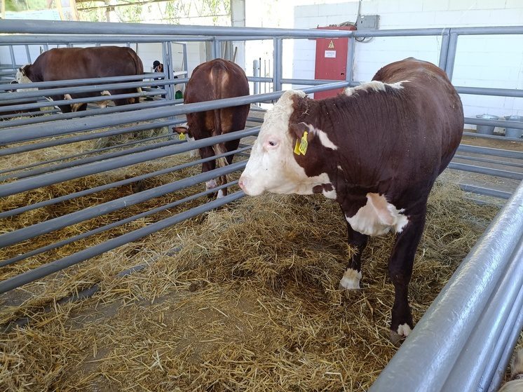 Сельхозпредприятия Апанасенковского округа подготовили к зимовке свыше 43 тысяч животных