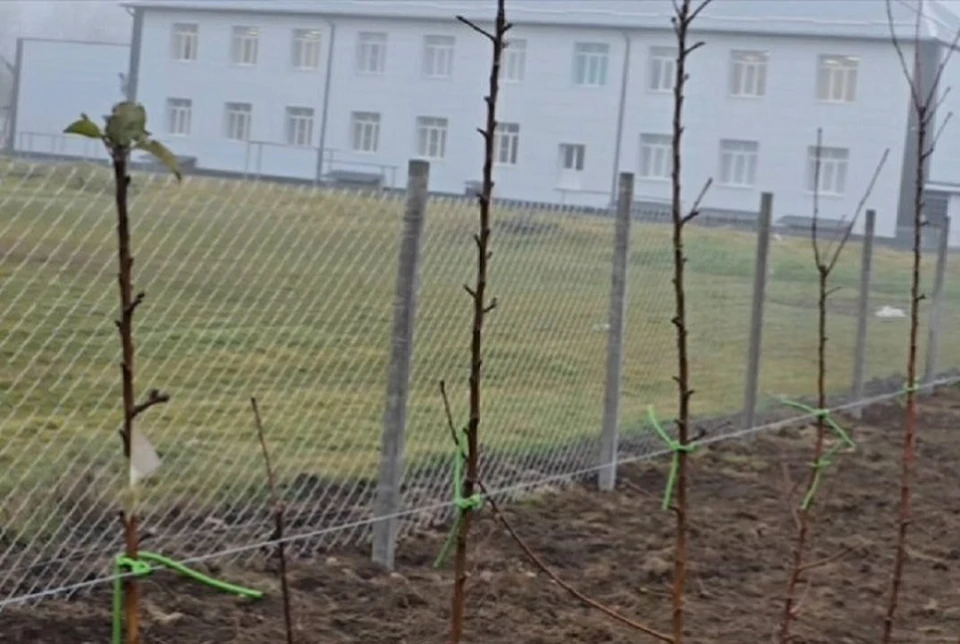 Школьный суперинтенсивный сад разбили в станице на Ставрополье0