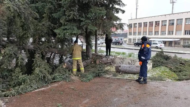Шквалистый ветер в Лермонтове с корнем вырвал дерево