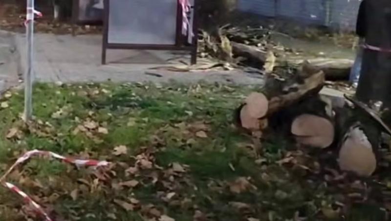 Сильный ветер в Ессентуках повалил дерево