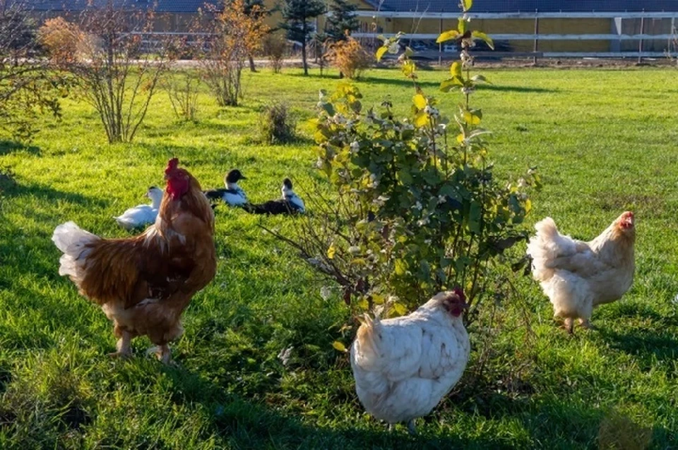 Следком РФ проверит информацию об использовании рабского труда на Ставрополье0