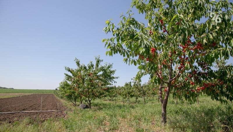 Ставрополье планирует привлечь федеральные средства для борьбы с опустыниванием