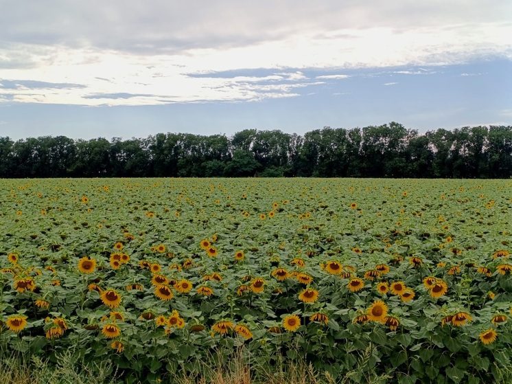 Ставропольский край направил свыше 6 млрд рублей на поддержку аграриев в 2025 году