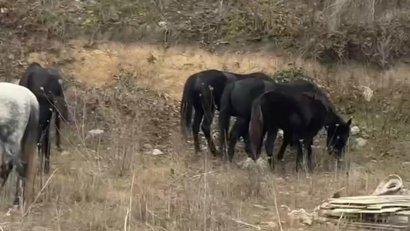 Табун из 20 лошадей отправили на штрафстоянку в Кисловодске