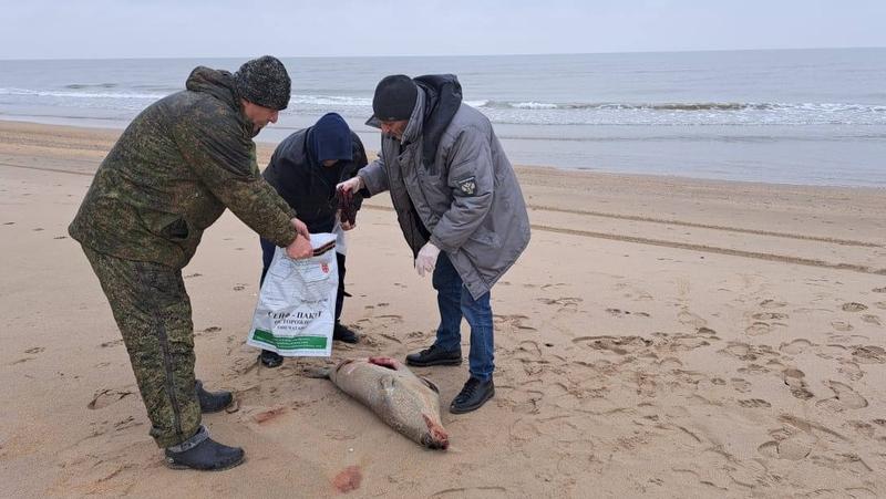 У погибших тюленей в Дагестане не нашли инфекции