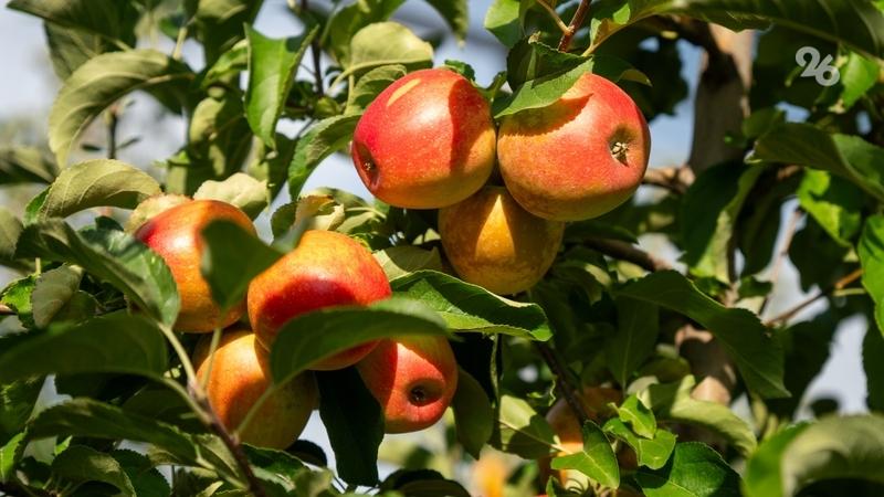 В Благодарненском округе старшеклассники заложили суперинтенсивный яблоневый сад