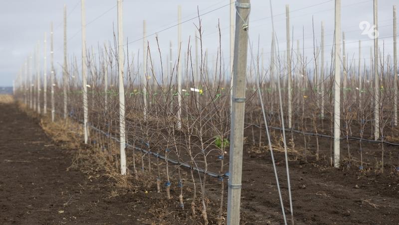 В Благодарненском округе старшеклассники заложили суперинтенсивный яблоневый сад