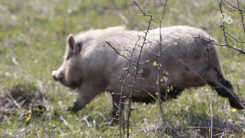 В Черноярском районе Астрахани спасатели нашли заблудившегося охотника