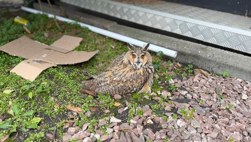 В Ессентуках неравнодушные жители спасли раненную сову