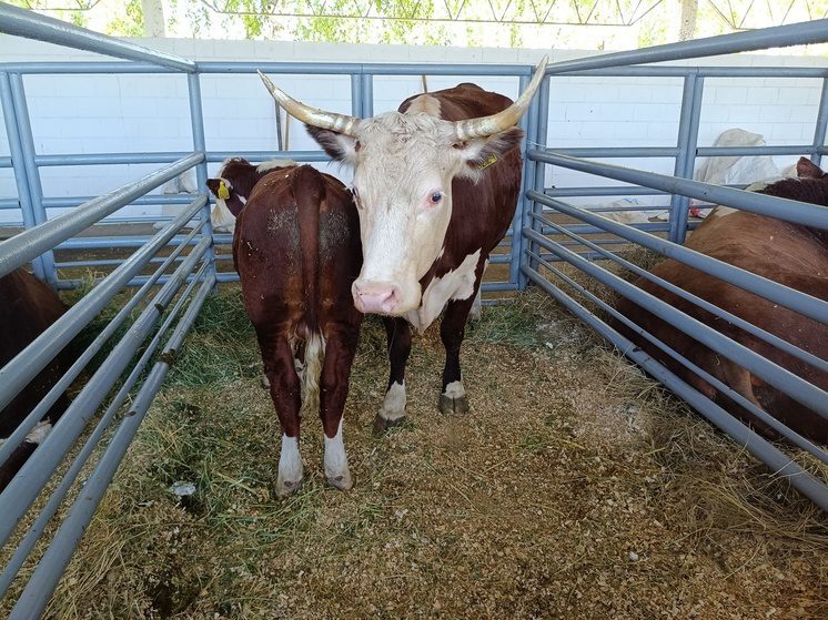 В Ипатовском округе Ставрополья обеспечили фуражом свыше 12 тысяч голов КРС и более 15 тысяч овец