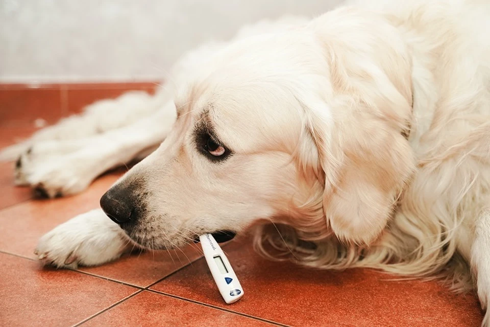 В Карачаево Черкесии заболеваемость ОРВИ и гриппом за неделю превысила эпидпорог0